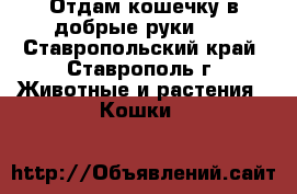 Отдам кошечку в добрые руки).  - Ставропольский край, Ставрополь г. Животные и растения » Кошки   
